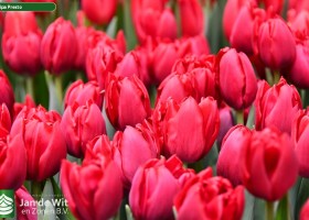 Tulipa Presto (3)